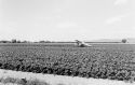 Agrarland Vorderpfalz 64