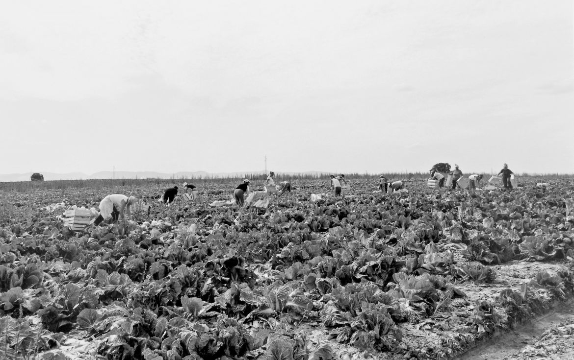 Agrarland Vorderpfalz 62