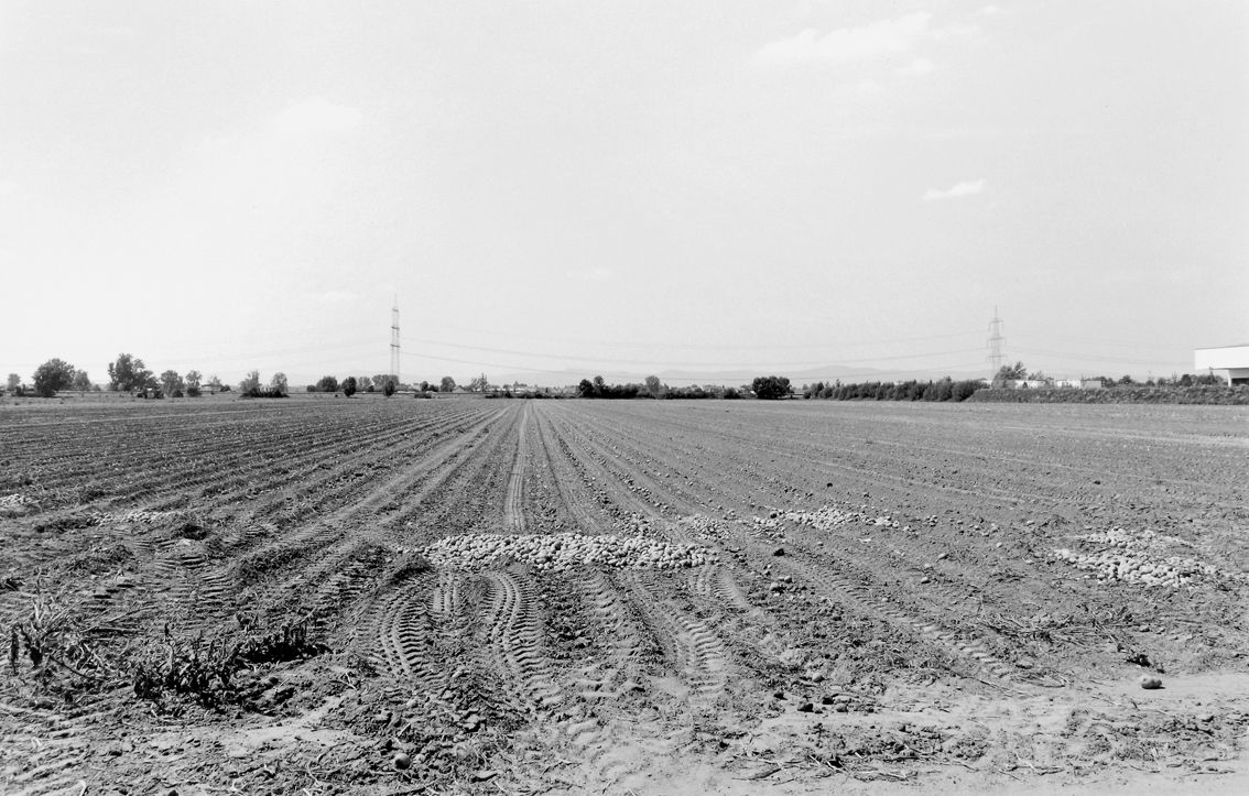 Agrarland Vorderpfalz 81