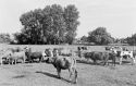 Agrarland Vorderpfalz 69