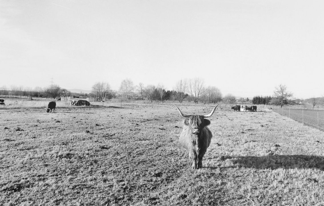Agrarland Vorderpfalz 115