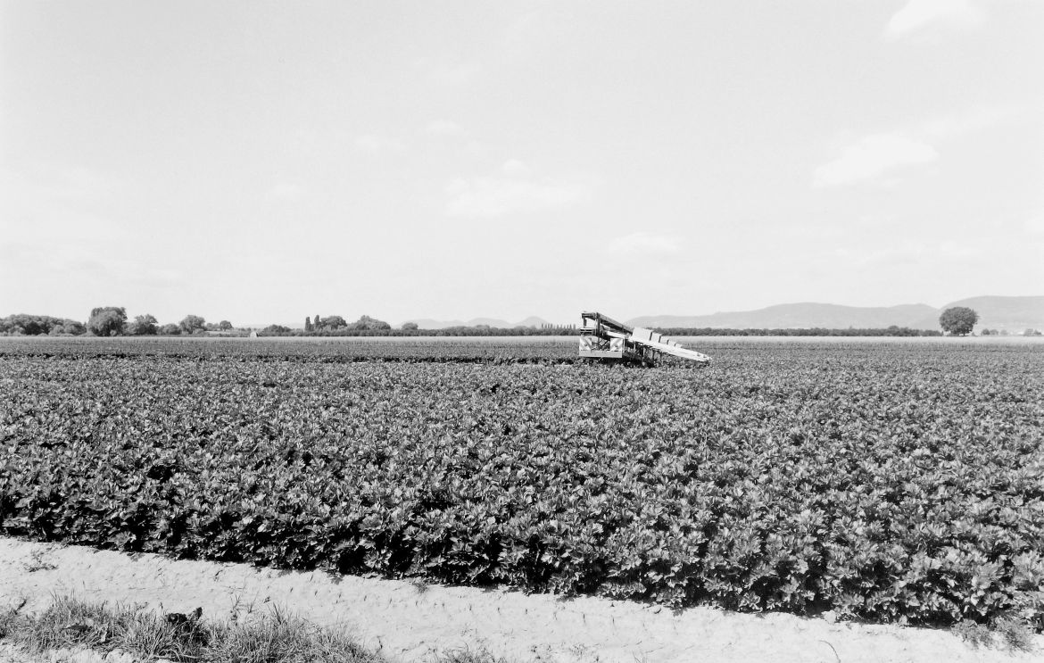 Agrarland Vorderpfalz 64